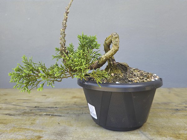 Pré Bonsai Shimpaku Kishu 5 Anos