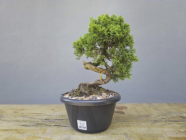 Pré Bonsai Shimpaku Kishu 7 Anos