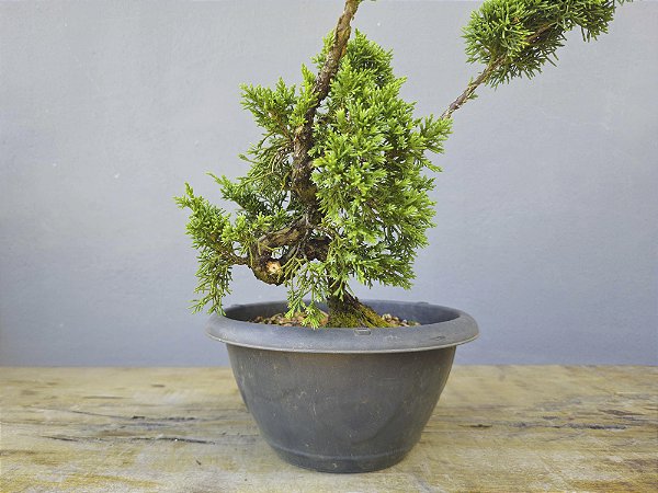 Pré Bonsai Shimpaku Kishu 6 Anos