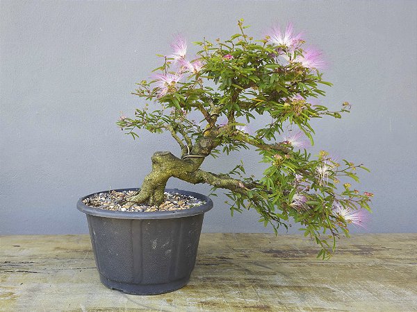 Pré Bonsai Calliandra Rosa 15 Anos