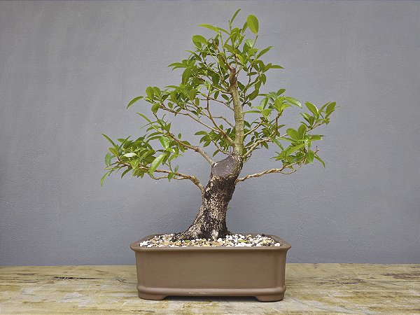 Bonsai Fícus Organensis 12 Anos