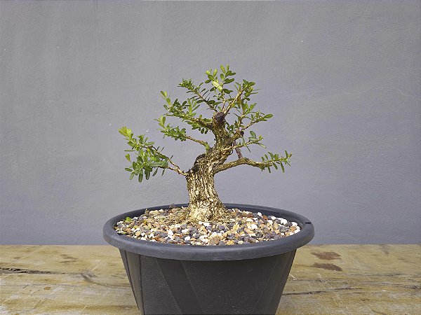 Pré Bonsai Buxus Harlandii 8 Anos