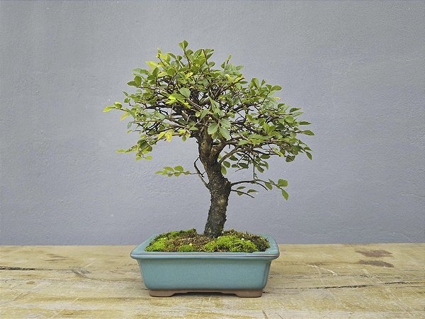 Bonsai Ulmus 8 Anos