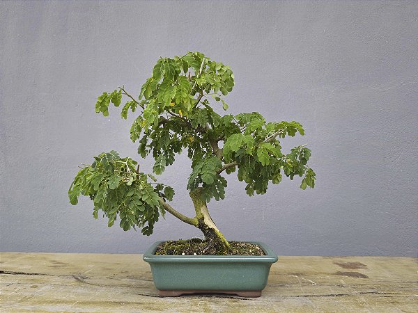 Bonsai Pitheco 8 anos