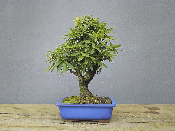 Bonsai Piracanta Amarela 8 Anos