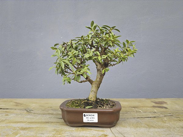 Bonsai Mini Goiaba 4 Anos