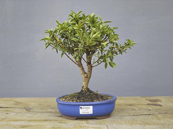Bonsai Mini Goiaba 5 Anos