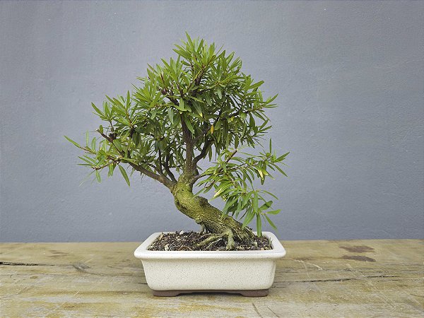 Bonsai Sarandi 8 Anos