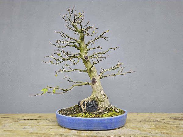 Bonsai Acer Kaede Sobre Rocha 18 anos Masterpiece