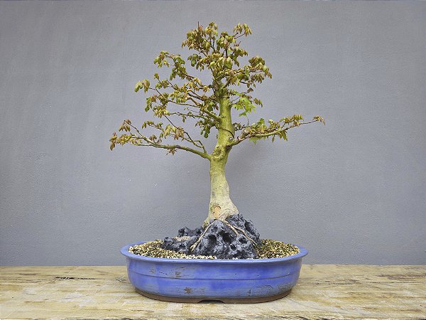 Bonsai Acer Kaede Sobre Rocha 20 anos Masterpiece