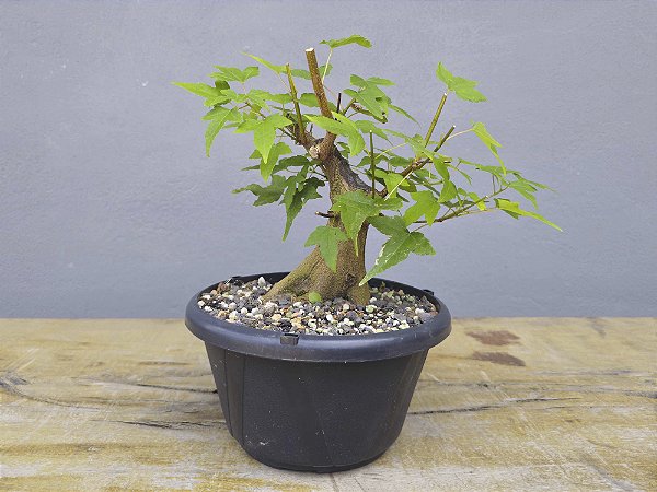 Pré Bonsai Acer Kaede 6 Anos