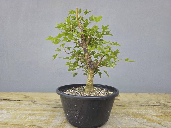 Pré Bonsai Acer Kaede 7 Anos