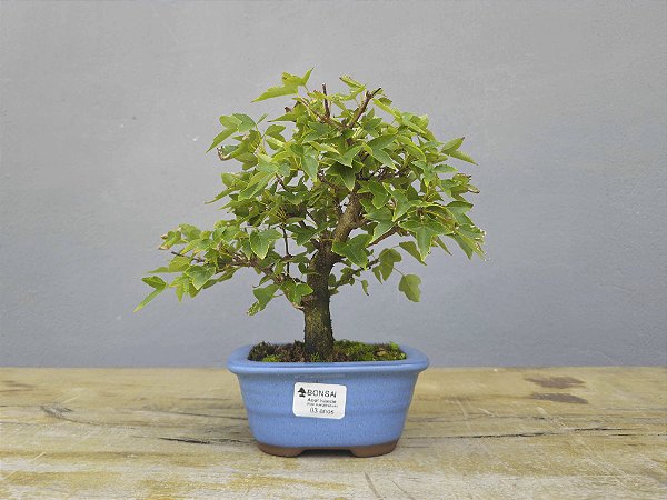 Bonsai Acer Kaede 3 Anos