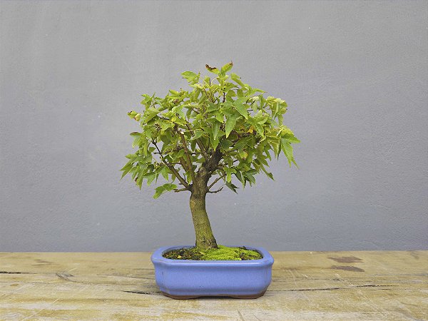 Bonsai Acer Kaede 4 Anos