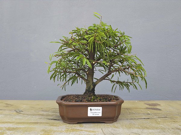 Bonsai Calliandra Rosa 5 Anos
