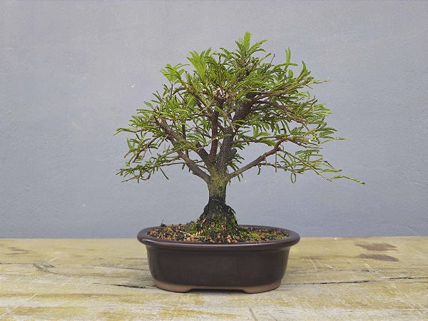 Bonsai Calliandra Rosa 5 Anos