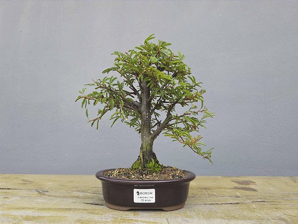 Bonsai Calliandra Rosa 5 Anos