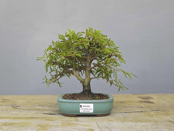 Bonsai Calliandra Rosa 4 Anos
