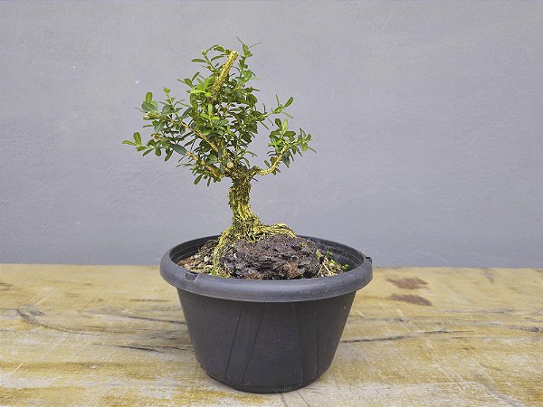 Pré Bonsai Buxus Harlandii Sobre Rocha 4 Anos