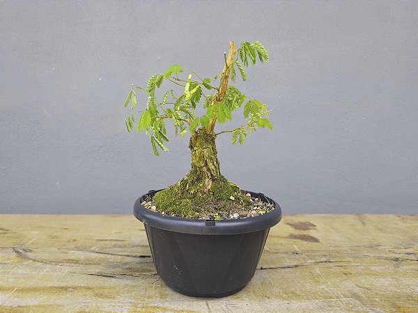 Pré Bonsai Pithecolobium Dumosum 5 Anos