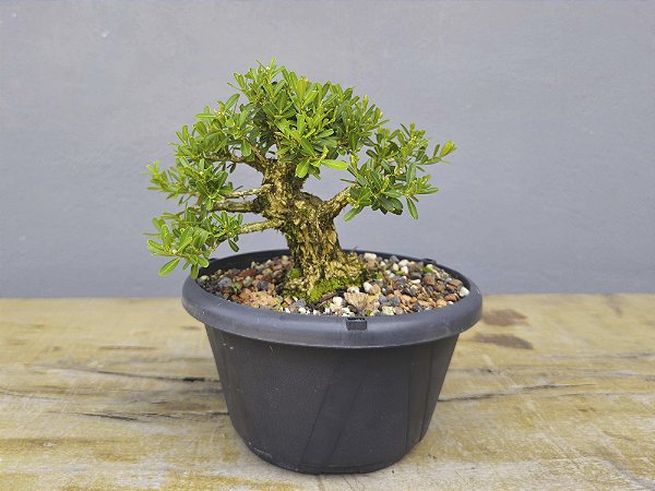 Pré Bonsai Buxus Harlandii 7 Anos