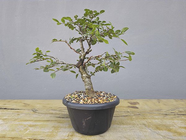 Pré Bonsai Ulmus 8 Anos