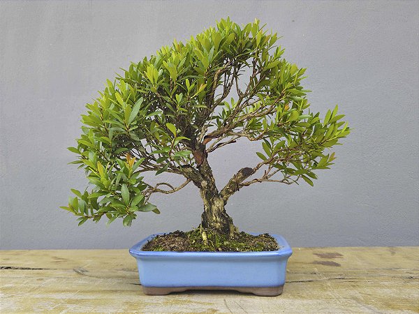 Bonsai Cereja Anã 10 Anos