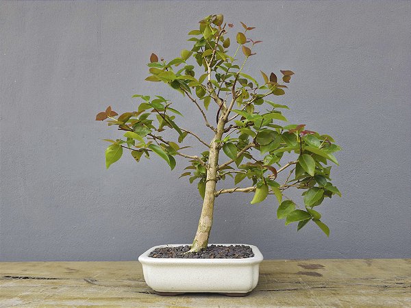 Bonsai Pitanga 9 Anos