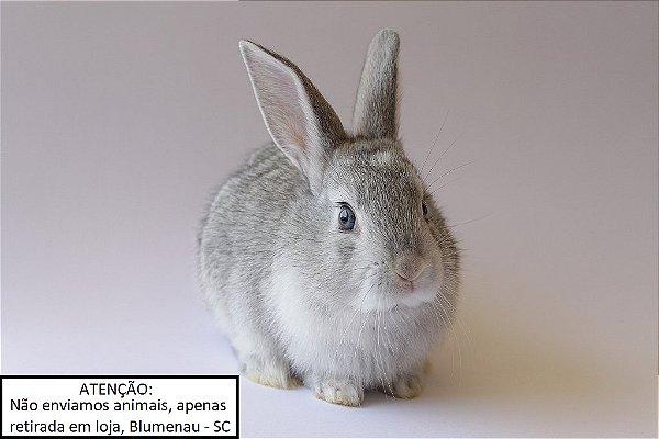 Coelho Netherland Dwarf