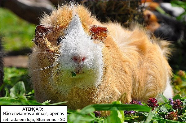 Porquinho da Índia Abissínio