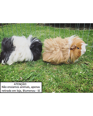 Porquinho da Índia Peruano