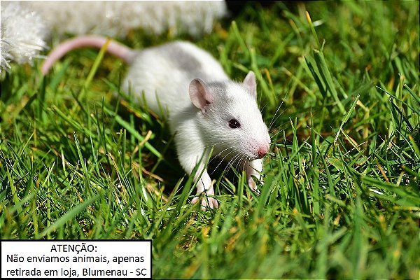 Rato Twister