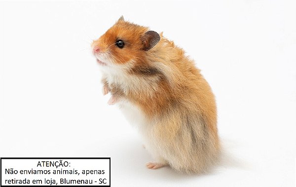 Hamster Sírio (Comum)