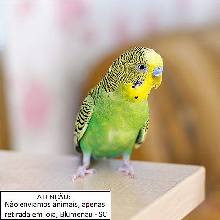 Periquito Australiano