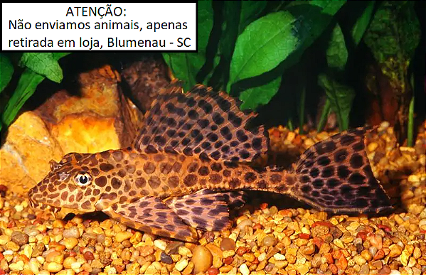 Cascudo Leopardo