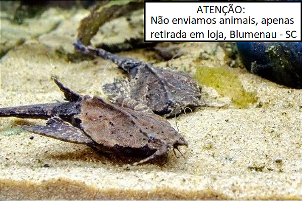 Cascudo Banjo
