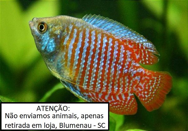 Colisa var.