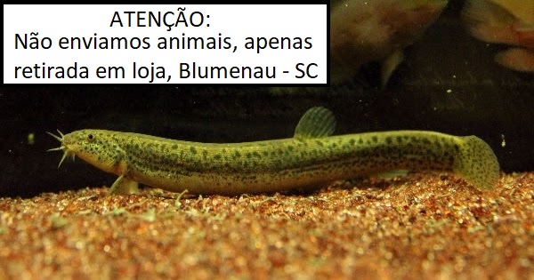 Dojô cobra