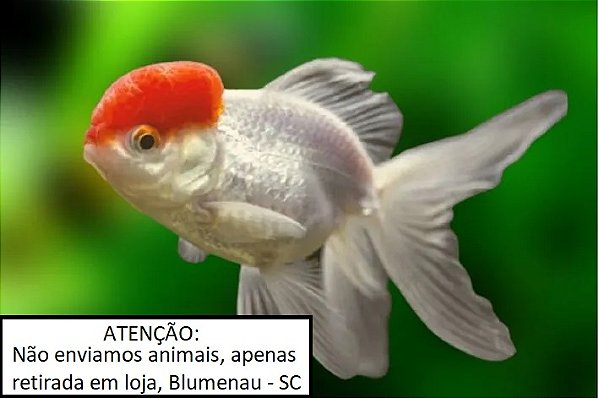Kinguio var.