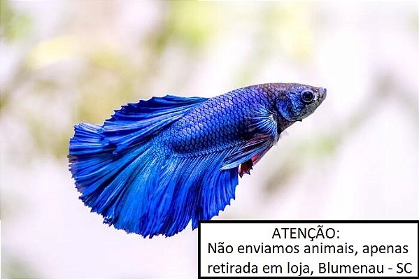 Peixe Betta macho