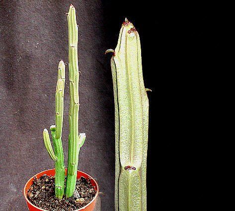 Euphorbia attastoma