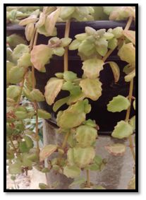 Plectranthus prostatus (Boldinho suculento) - pote 6