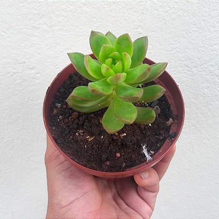 Sedum adolphi
