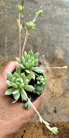 Graptopetalum macdougallii