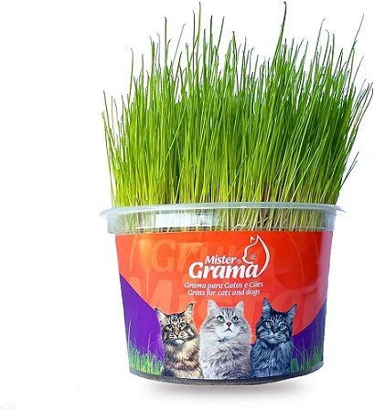 Grama Mister Para Gatos