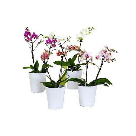 Orquídea 01