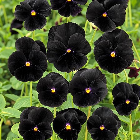 Amor Perfeito Black (Eclipse) - Viola × wittrockiana: 15 Sementes