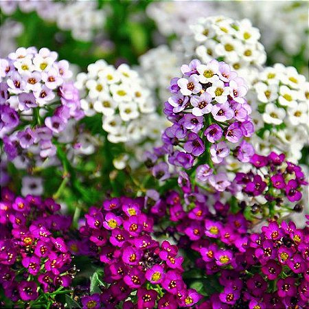 Alyssum Sortido - Flor De Mel: 20 Sementes