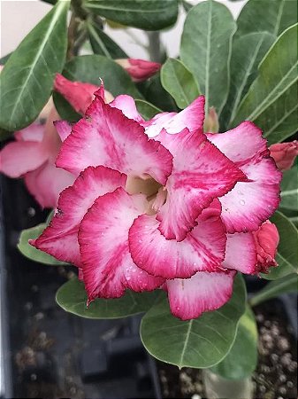 Comprar Sementes de Rosa do Deserto - Adenium obesum - Pink - Semente Rara  - Venda de Sementes Para Plantar