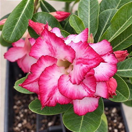 Rosa do Deserto - Adenium obesum - Pink - 5 Sementes
